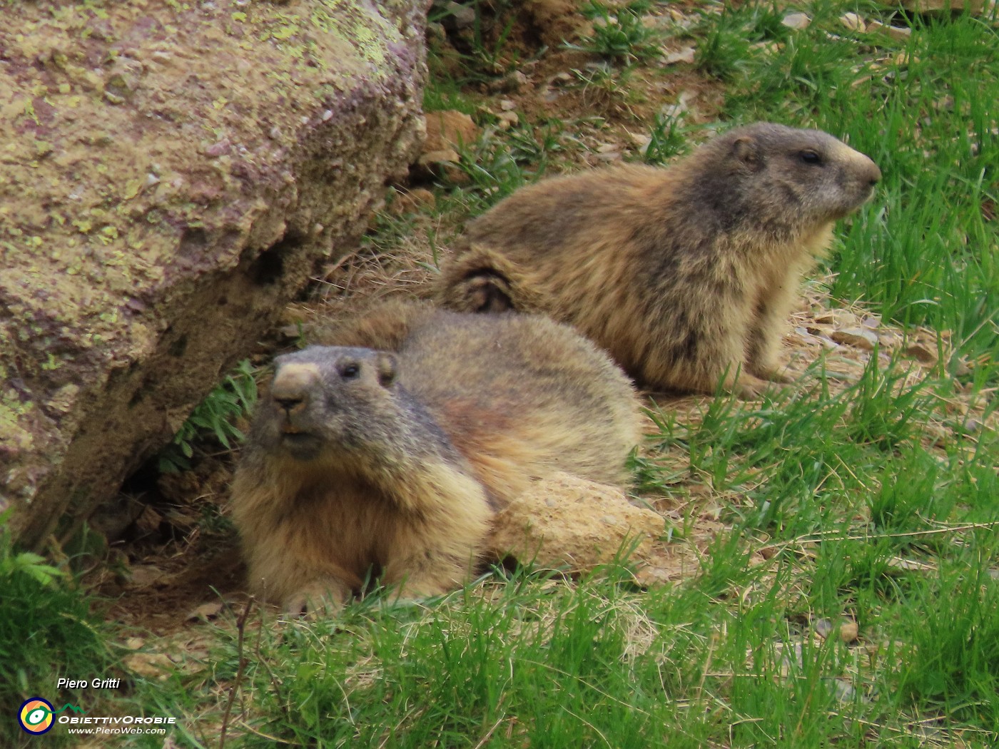 70 Famiglia di marmotte.JPG